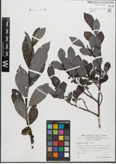 Foto von Salix glabra Scop.